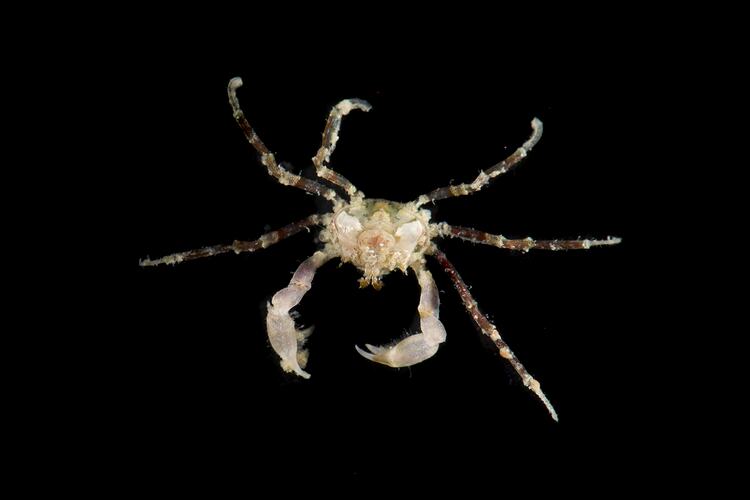 Hymenosomatid Spider crab.