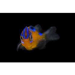 Bright orange fish with blue stripes, head turned to camera.