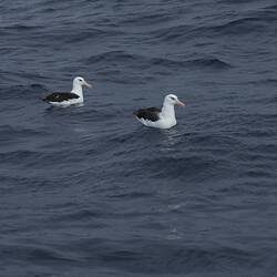 Campbell's Black-browed Albatross and Black-browed Albatross.