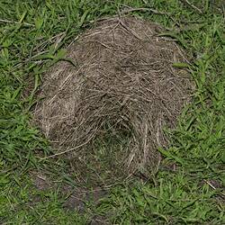 Rufous Bettong nest.