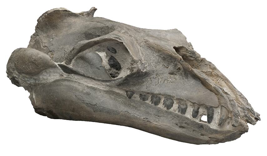 Oblique side view of fossil skull.