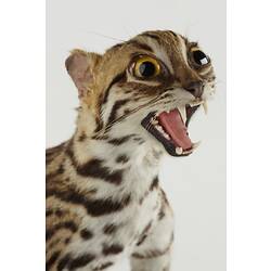 Detail of head and shoulder of taxidermied leopard cat.