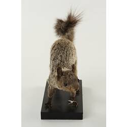 Taxidermied squirrel specimen.