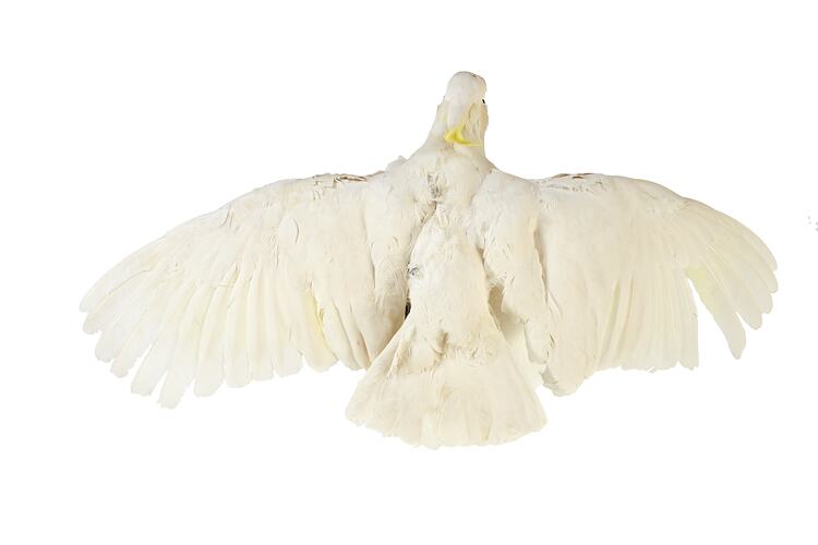 Cockatoo specimen mounted in flight, viewed from above.