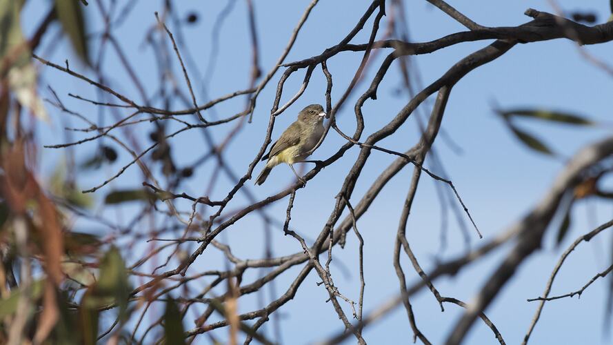 Olive-brown bird in bare tree.