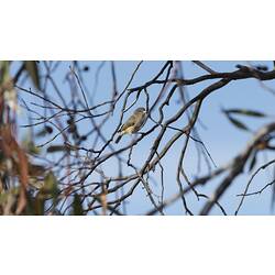 Olive-brown bird in bare tree.