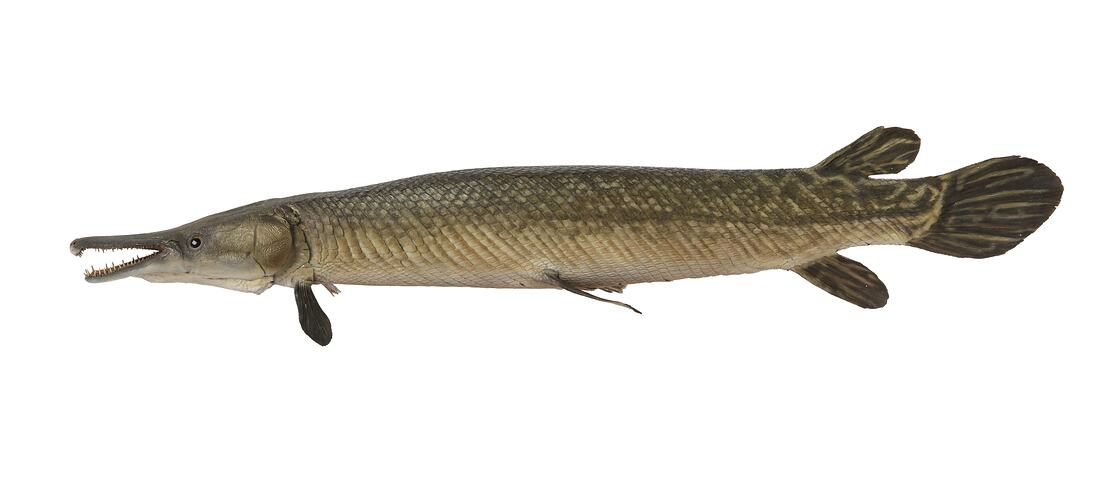 Side view of long taxidermied fish.