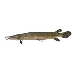 Side view of long taxidermied fish.