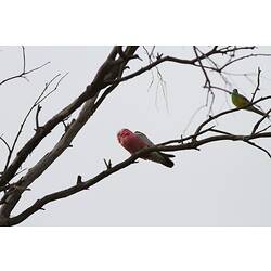 Galah and Red-rumped Parrot.