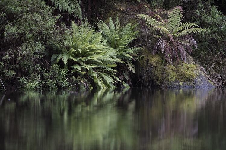 Lake with ferns reflected.