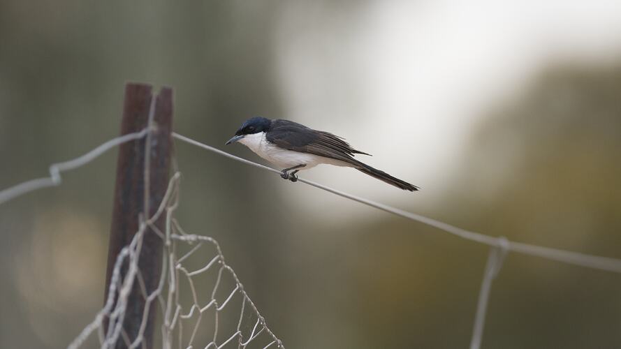 <em>Myiagra inquieta</em>, Restless Flycatcher. Hattah National Park, Victoria.