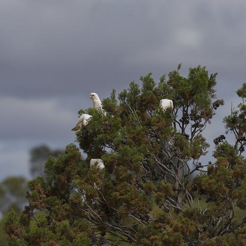 Three white birds in a tree.