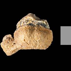 Two triangular teeth with serrated edges.