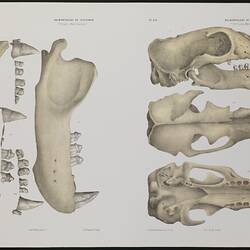 Animal bones including a skull, jaw and teeth in dorsal and lateral views.