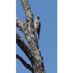 Grey and pale pink bird on vertical branch.