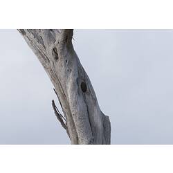 <em>Eolophus roseicapilla</em>, Galah. Wyperfeld National Park, Victoria.