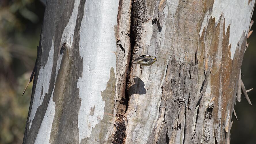<em>Pardalotus striatus</em>, Striated Pardalote. Wyperfeld National Park, Victoria.