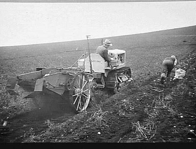 M-H POWER TAKE OFF POTATO DIGGER (IMPORTED) IN 3 TON CROP `SNOWFLAKES': MR DALZIEL, CLARKES HILL, VIC: 1943