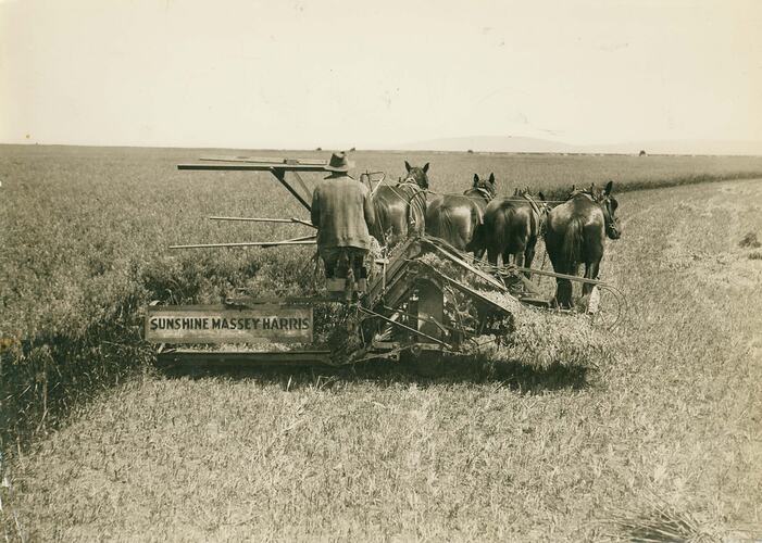 Man driving a 4 horse drawn Reaper Binder in field of oats.