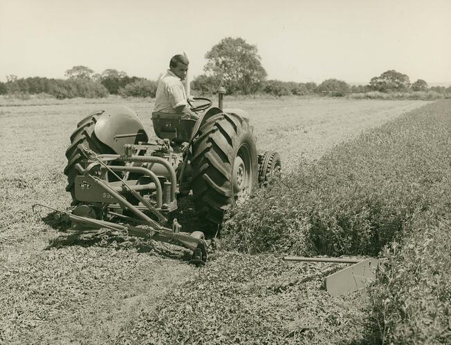 Man driving a tractor coupled to a mower in field of low crop.