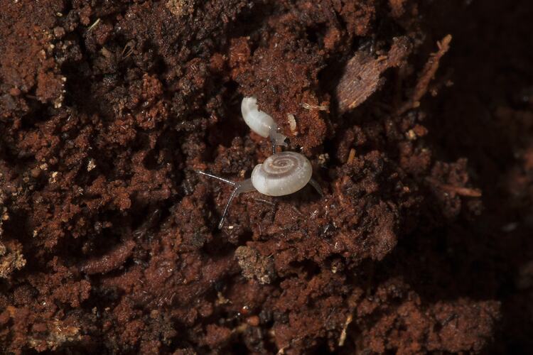 <em>Pillomena dandenongensis</em>, terrestrial snail. Wilsons Promontory National Park, Victoria.
