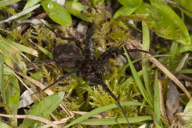 Family Ctenidae, wandering spider. Wilsons Promontory National Park, Victoria.