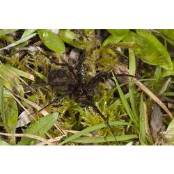 Family Ctenidae, wandering spider. Wilsons Promontory National Park, Victoria.