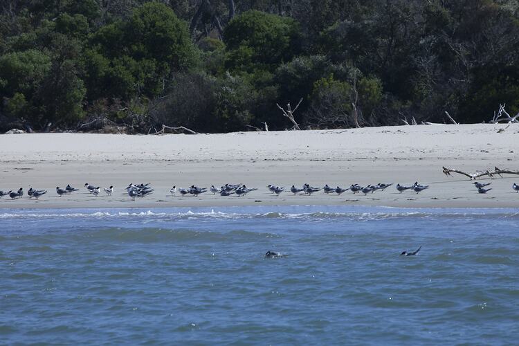 Many grey birds standing on sand beside water.