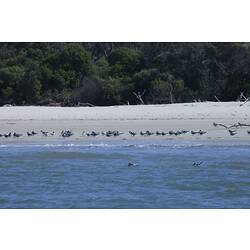 Many grey birds standing on sand beside water.