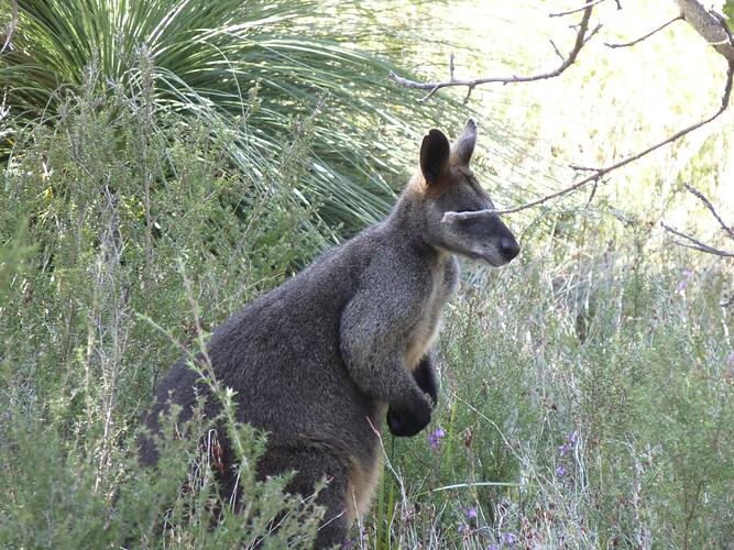 Kangaroo standing in grass.