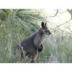 Kangaroo standing in grass.