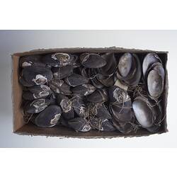 Mussels held closed by string in cardboard box.