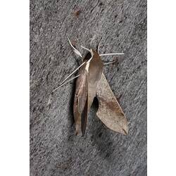 Brown moth on bark.