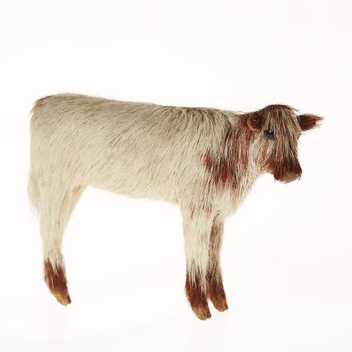 Model of white calf with brown head, shoulders and hooves.