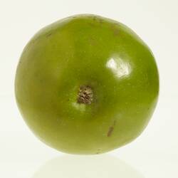 Wax model of an apple painted green. Has short stem. Base view.