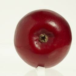 Wax model of an apple with stem, painted dark red, with brown stem. Base view.