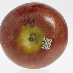 Red apple model with green around stem. Top view of number and label around stem.