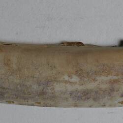 Shell implement, Yaghan, Navarino Island, Magallanes, Chilean Antarctic, Chile