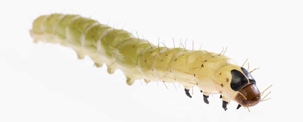 Wax model of pale green and white sparsely haired moth larvae. Has reddish brown on head.