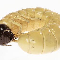 Wax Model - Cockchafer Larvae
