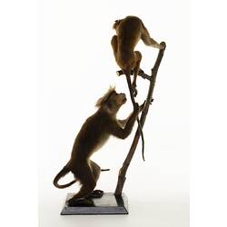 Two taxidermied monkeys, one at the base of a branch and one at the tip, looking down.