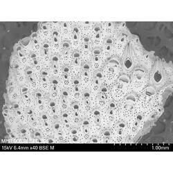 Microscopic view of bryozoan.