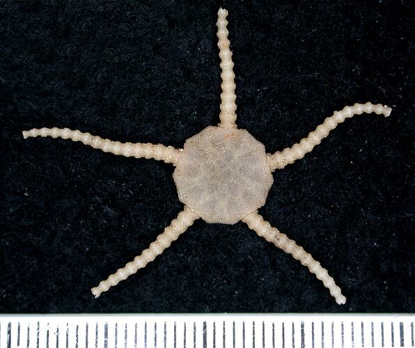 Back view of cream-white brittle star on black background with ruler.