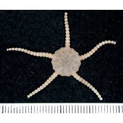 Back view of cream-white brittle star on black background with ruler.