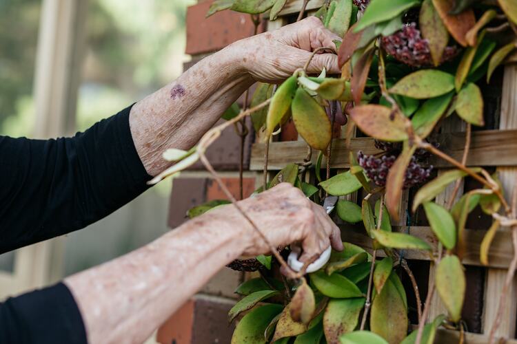 Aunty Jennine Armistead Cuts Hoya Plants