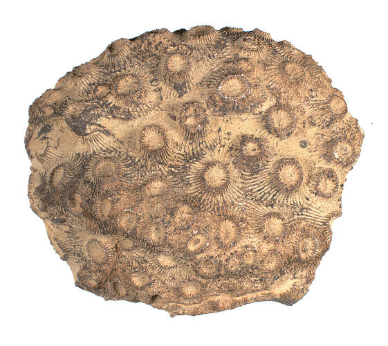 <em>Pachyphyllum woodmani</em>, fossil coral. [P 41409]