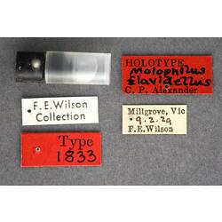 Partial insect preparation in vial with specimen labels.