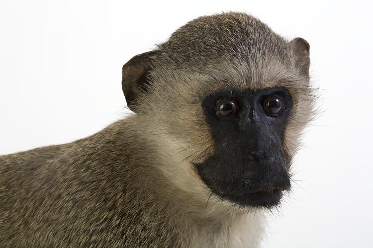 Detail of head of mounted Grivet specimen.