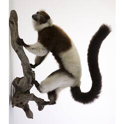 Mounted taxidermy specimen of black and white lemur.