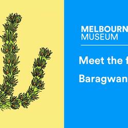 Baragwanathia the first giant of the plant world